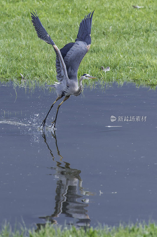 大蓝鹭(Ardea herodias)是苍鹭科一种大型涉禽。黄石国家公园，怀俄明州。飞行。